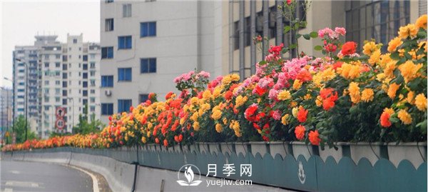 是什么造就了杭州高架月季的美丽？(图3)