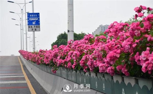 是什么造就了杭州高架月季的美丽？(图1)