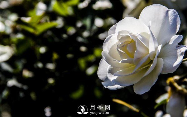 工程绿化常用丰花月季介绍(图7)