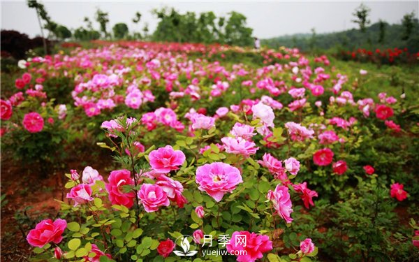 月季花成为城市绿化彩化中的常见花卉(图1)