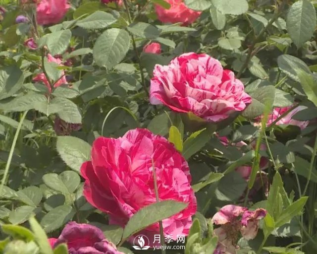 洛阳孟津县：以月季花为媒铺就扶贫路(图2)