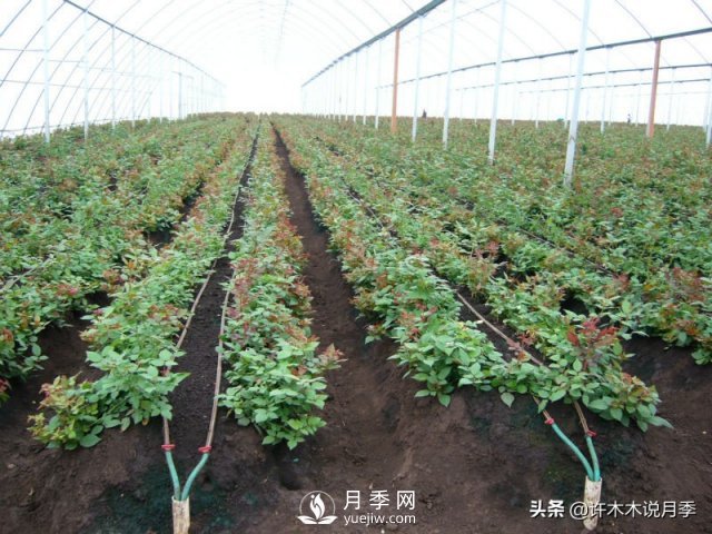 月季开花多更健壮，***重要是养好根系，5招迅速壮根(图3)