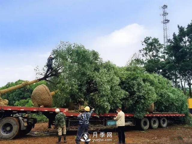 苗木旺季，想挣稳当钱，苗木物流运输很重要(图1)