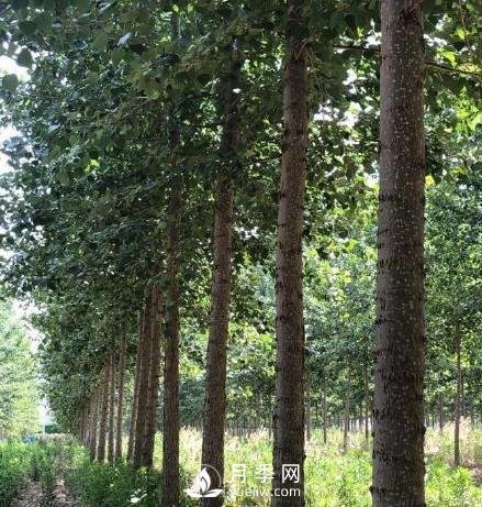 河南周口：培育出不飞絮的杨树新品种(图1)