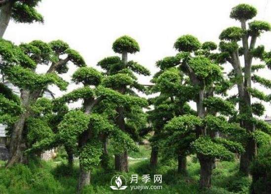 十大名贵树木有哪些？(图1)