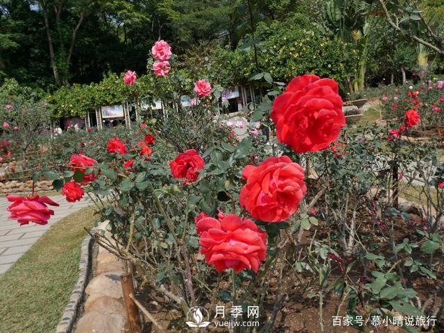 广州“五彩缤纷”的月季花园，开满全园，游客赞道太美了(图2)