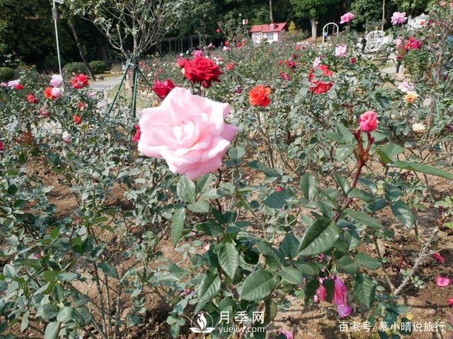 广州“五彩缤纷”的月季花园，开满全园，游客赞道太美了(图4)