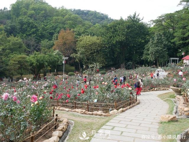 广州“五彩缤纷”的月季花园，开满全园，游客赞道太美了(图3)