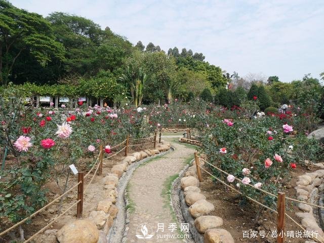 广州“五彩缤纷”的月季花园，开满全园，游客赞道太美了(图1)