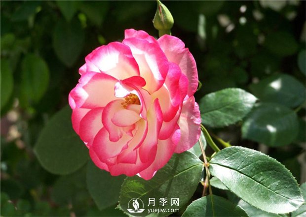 早春栽好月季花需要注意哪些方面？(图1)