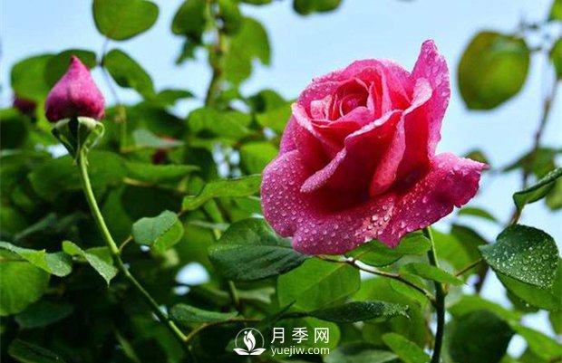 怎样制作月季干花？月季干花制作办法(图1)