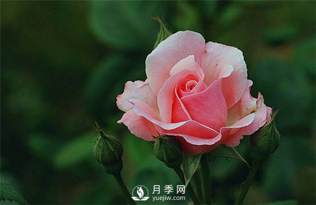 月季网告诉你：月季、玫瑰与蔷薇有何区别，该如何分辨？(图1)