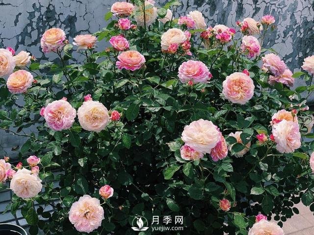 春天月季这样施肥，花量更大！(图1)