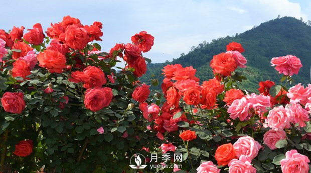 花卉，“花”与“卉”各有其不同的含义(图1)