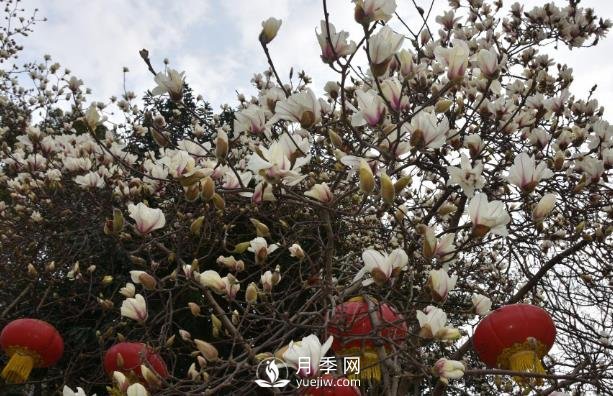 吉安市珍贵花木为春节增色添香(图1)