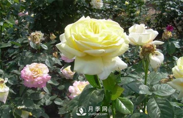 第十届中国花博会月季苗木储备技术培训在上海举办(图1)