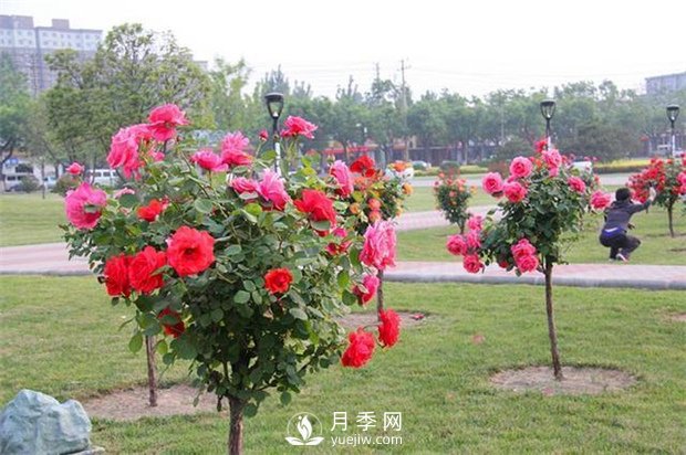 月季花如何养护更加好？做好5点，月季花开超多！(图1)