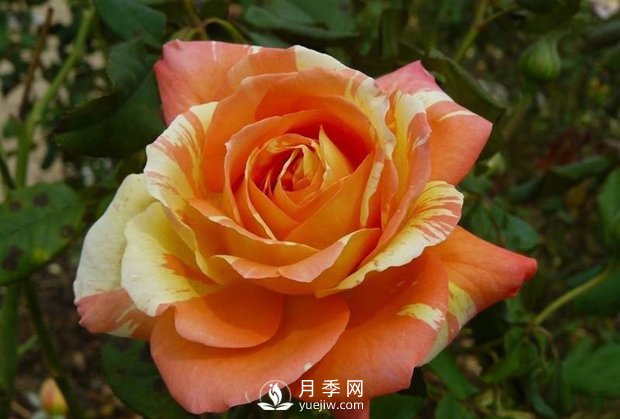 淘宝花店买月季花苗如何不上当(图1)
