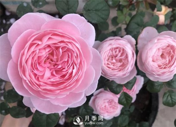 瑞典女王月季，花如其名，高贵优雅(图2)