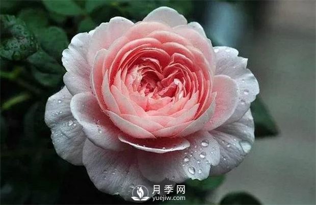 瑞典女王月季，花如其名，高贵优雅(图1)