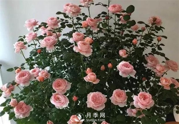 瑞典女王月季，花如其名，高贵优雅(图3)