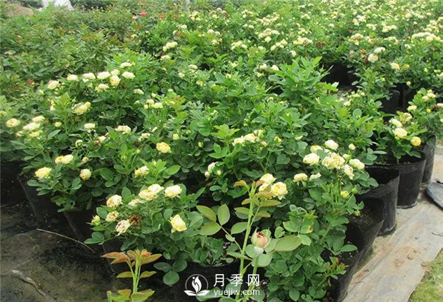 盆花月季种植需要注意些什么(图1)