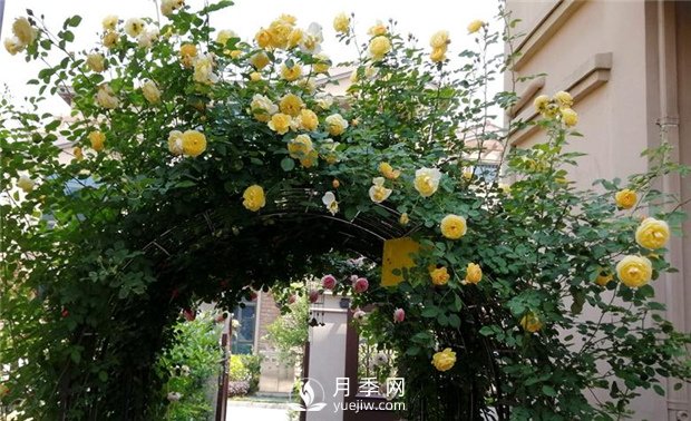 春天***适合养哪些室内植物？(图2)