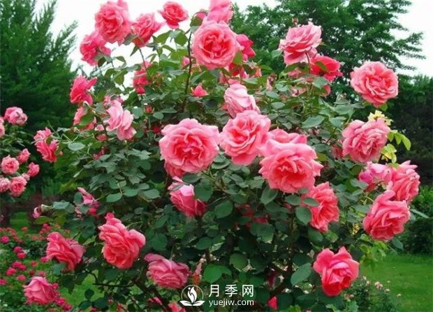 怎样养好大花月季(图1)