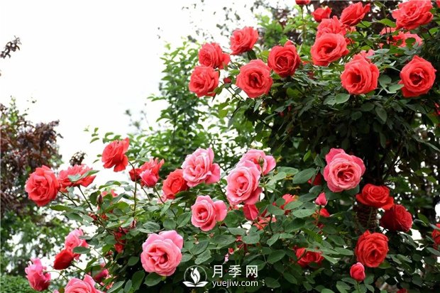 夏季管理盆花月季注意事项 快速培育南阳树状月季如何做(图1)