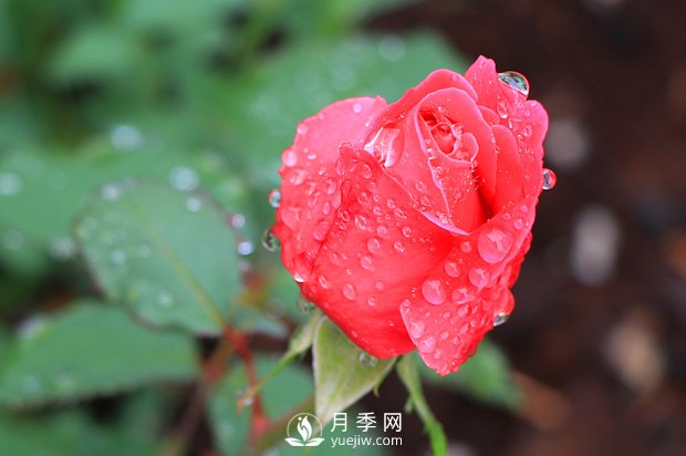 如何区分蔷薇、月季、玫瑰？(图1)