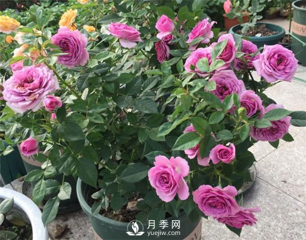 水星王阳台月季，必须要养的阳台盆栽月季花(图2)