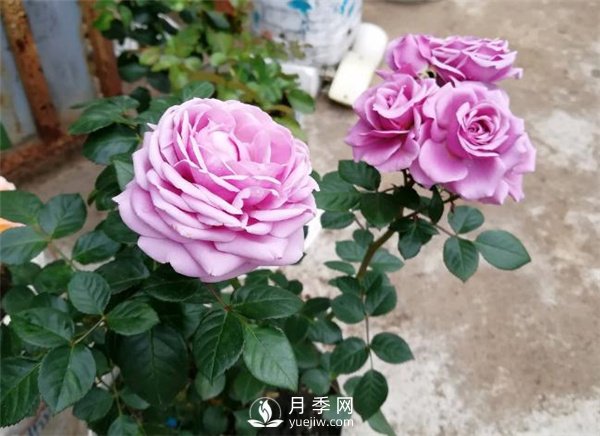 水星王阳台月季，必须要养的阳台盆栽月季花(图1)