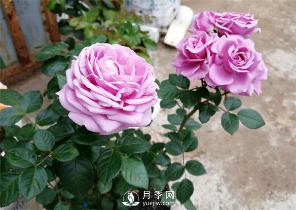 水星王阳台月季，必须要养的阳台盆栽月季花(图3)