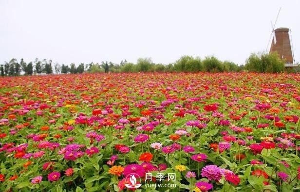 春天适合播种的花海种子(图1)