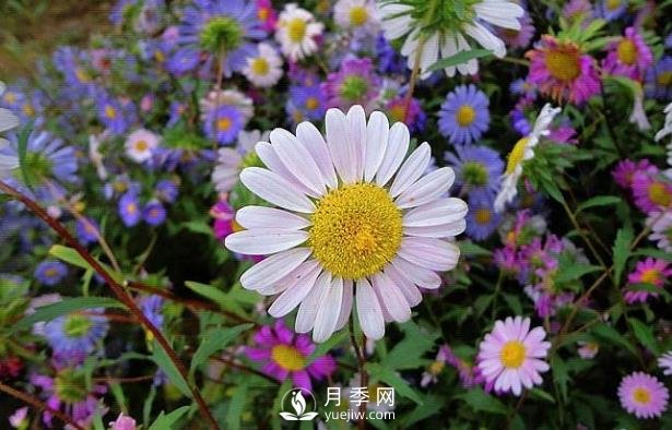 春天适合播种的花海种子(图2)