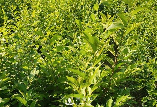 朴树(图2)