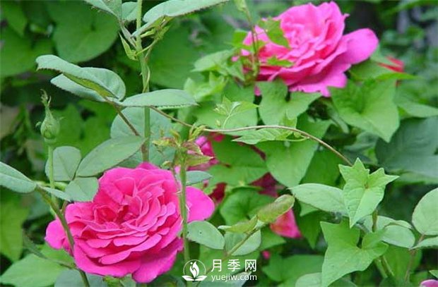 种好月季花 花友看这里(图1)