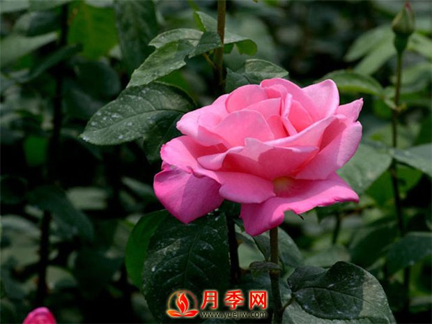 月季花如何修剪？你心里还没有点数吗？(图1)