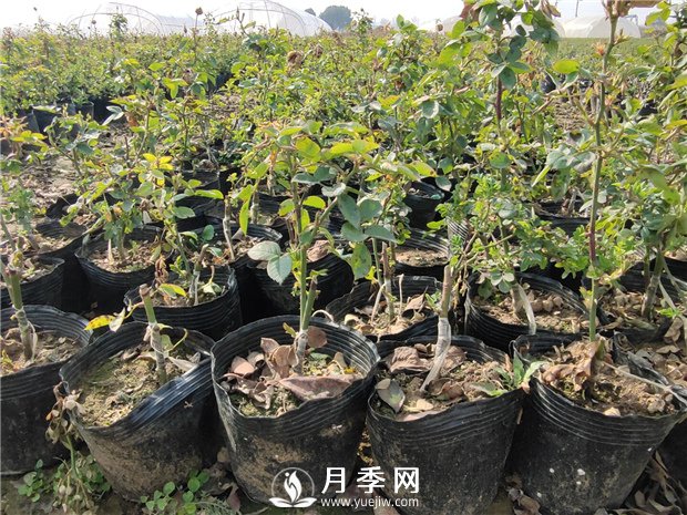 盆栽月季想要养的好！配土很重要(图1)