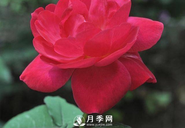 自己动手学月季花剪枝，一步一步修，新手也能做得好(图3)