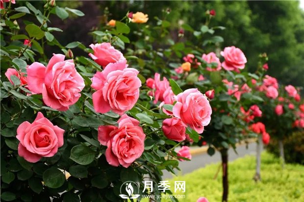 跟大家介绍月季这种花卉植物(图1)