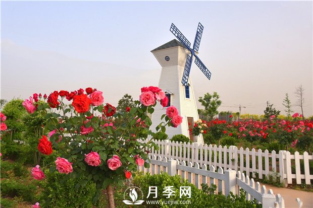 想要养出一片月季花海不是那么容易的事情(图1)