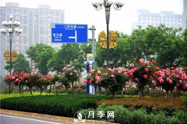 没有了月季花，再怎么美丽的城市，都只是一座空城(图2)