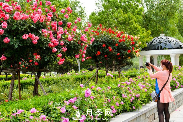 微型月季的盆土跟介质选择有些特殊(图1)
