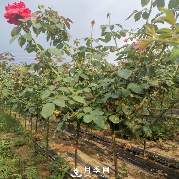 遇到月季盲芽 你咋处理？(图1)