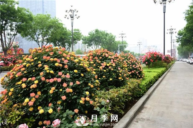 立体造型花卉 月季花球惹人眼(图1)