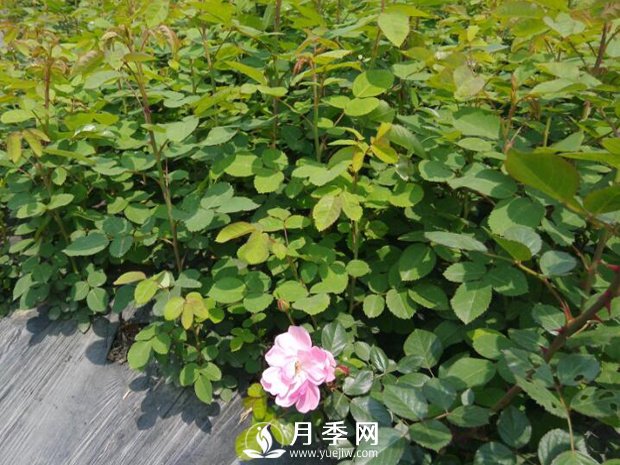 月季小苗在运输的过程中很容易有损伤(图1)