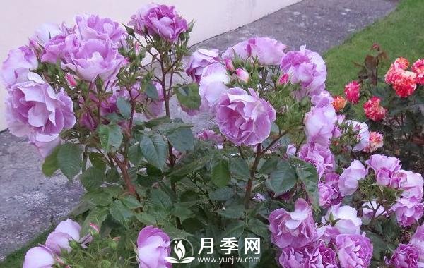 网红花蓝色妖姬和蓝玫瑰一样吗? 你更喜欢哪一个呢？(图1)