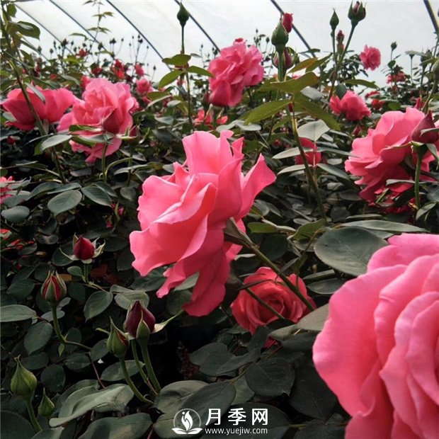 花卉如何安全度过炎热的夏天(图1)