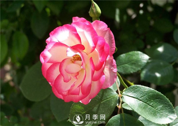 月季花怎么栽培和养护?全面的养殖方法交给你(图1)